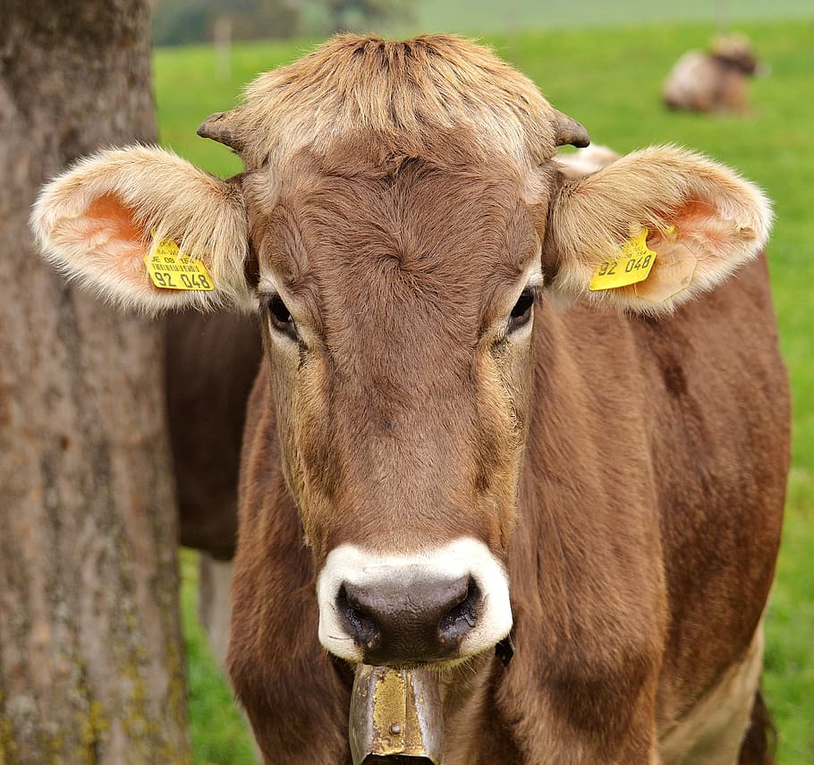 牛, アルゴイ, かわいい, 反min動物, 乳牛, 牧草地, 動物, 農場, 家畜, 草