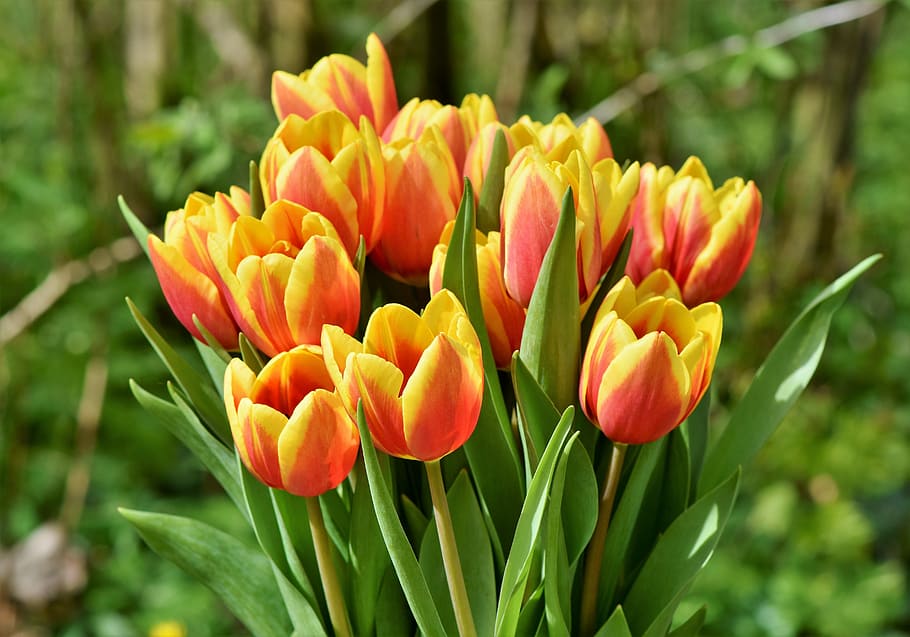 flores de tulipán naranja, tulipán, ramo de tulipanes, floración, flores de primavera, primavera, rojo, pétalos, jardín, naturaleza