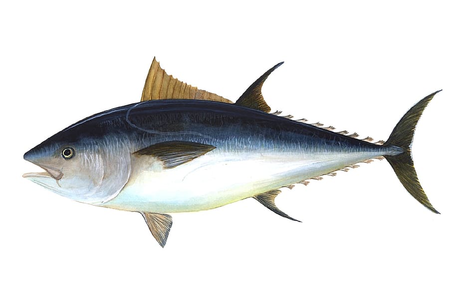 blue, gray, tuna illustration, tuna, fish, bigeye tuna, thunnus obesus, predatory fish, thunnus, fishing