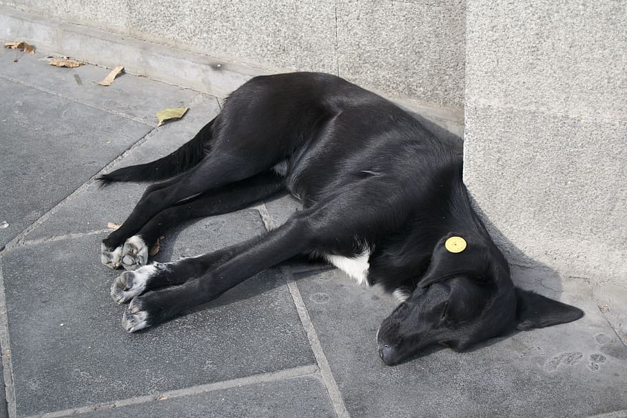 cachorro de rua, tbilisi, quieto, dormindo, mamífero, um animal, animais domésticos, doméstico, vertebrado, cor preta
