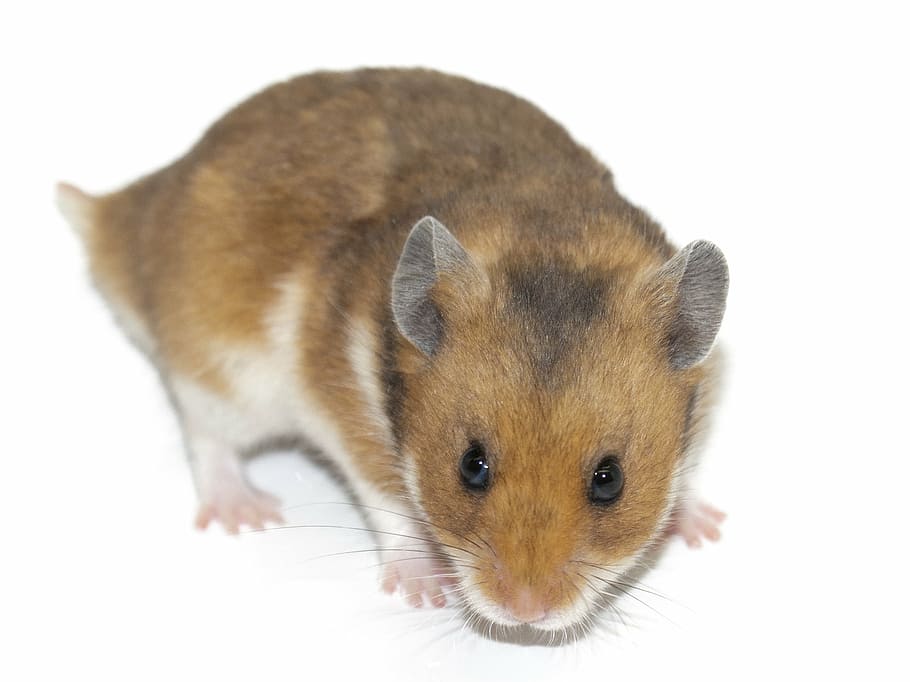 primer plano, fotografía, marrón, blanco, ratón, superficie, hámster, roedor, animal, mascota