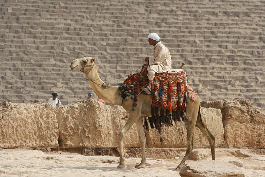 navio no deserto, camelo, egito, animais domésticos, mamífero, pecuária, vertebrado, arquitetura, animais de estimação, natureza