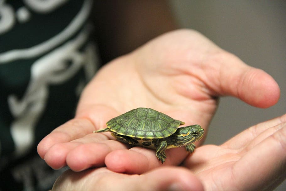 カメ ペット かわいい シェル 1匹の動物 動物のテーマ 爬虫類 人体の部分 人間の手 動物の野生動物 Pxfuel