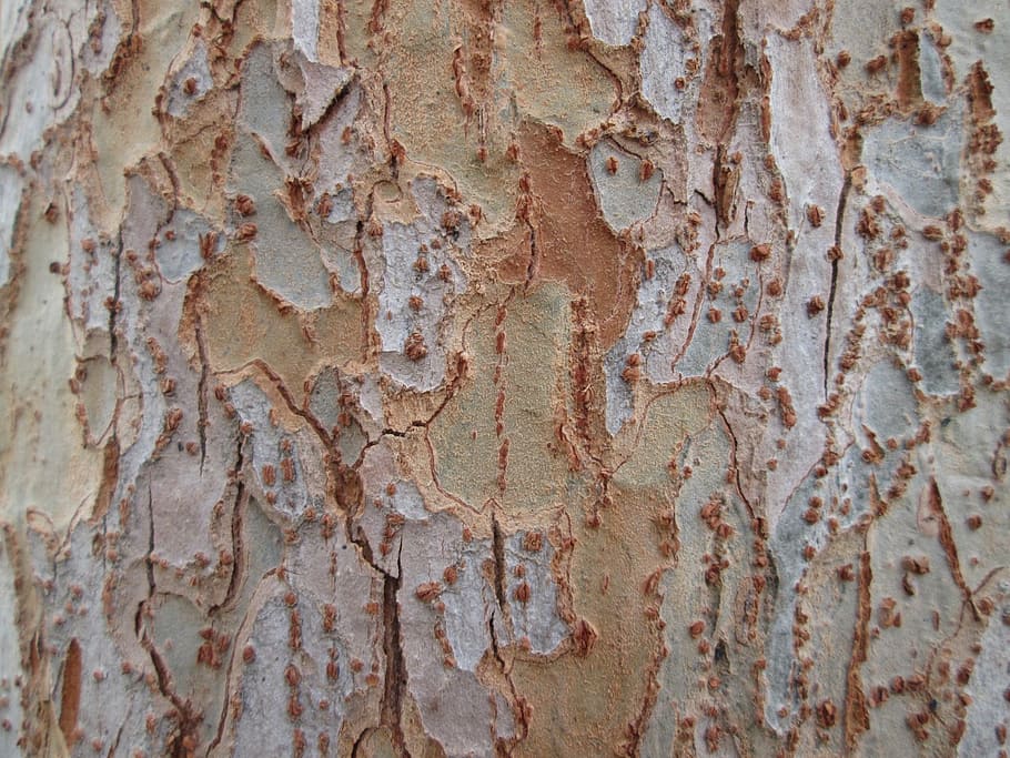 beige, marrón, madera, corteza de árbol, corteza, árbol, textura, naturaleza, vegetación, fotograma completo