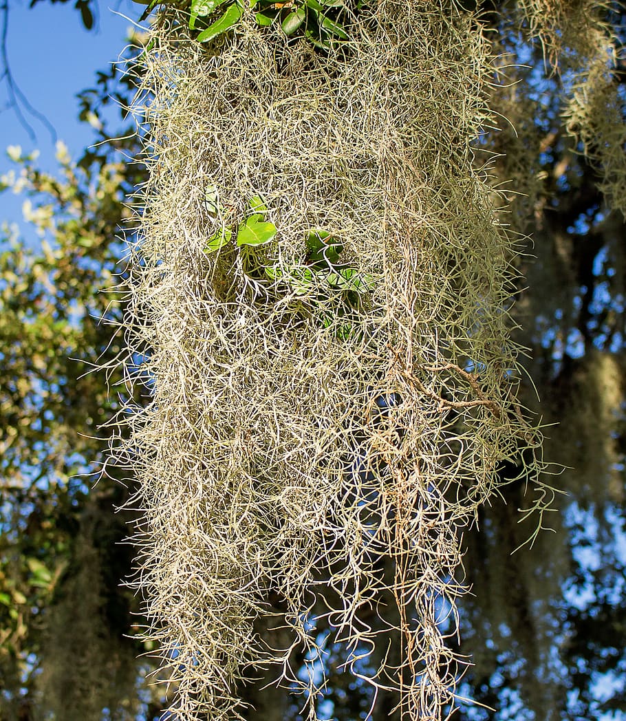 plant, spanish moss, beard old, hay, paste, i agavepalo, tillandsia usneoides, lichen, usnea, nature