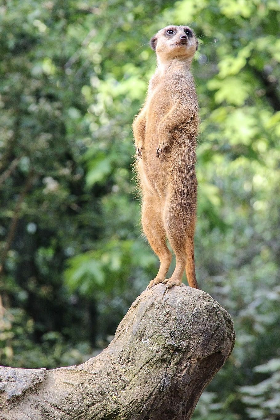selective, focus photograph, meerkat, standing, wood, nature, animal world, upright, vigilant, zoo