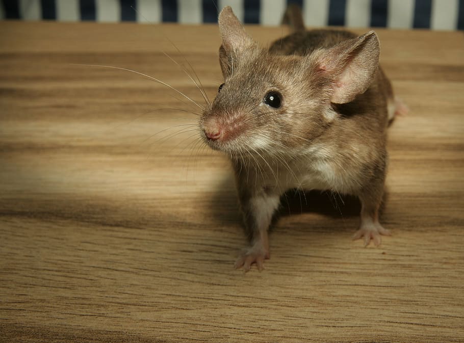 brown mouse, mouse, color mouse, wood, cute, sweet, small, kulleraugen, button eyes, mammal