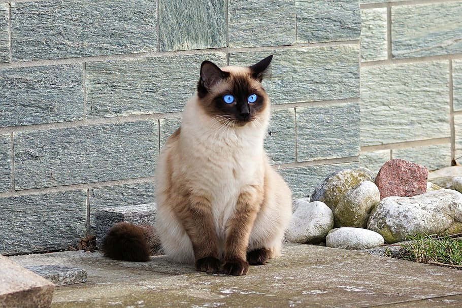 himalayan cat, sitting, stones, cat, siamese cat, fur, kitten, breed cat, mieze, siamese
