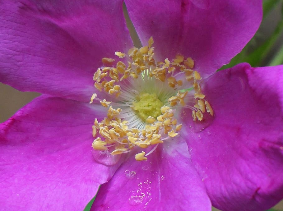 rose macro, rose, rugosa rose, flower, blossom, bloom, pink, yellow, garden, nature