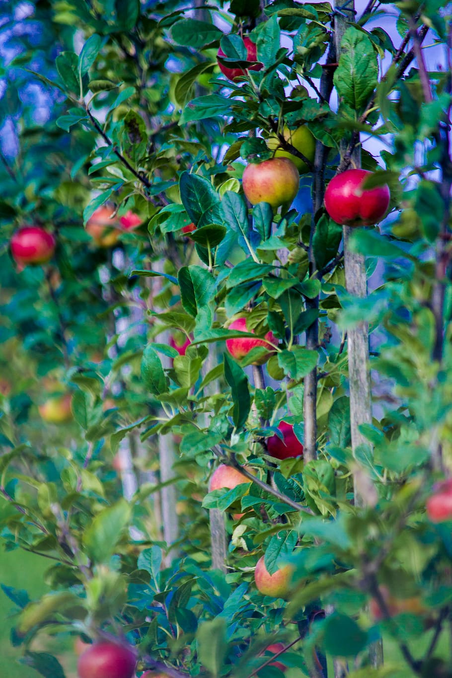selectivo, fotografía de enfoque, manzano, otoño, manzana, fruta, frisch, recoger, naturaleza, árbol frutal