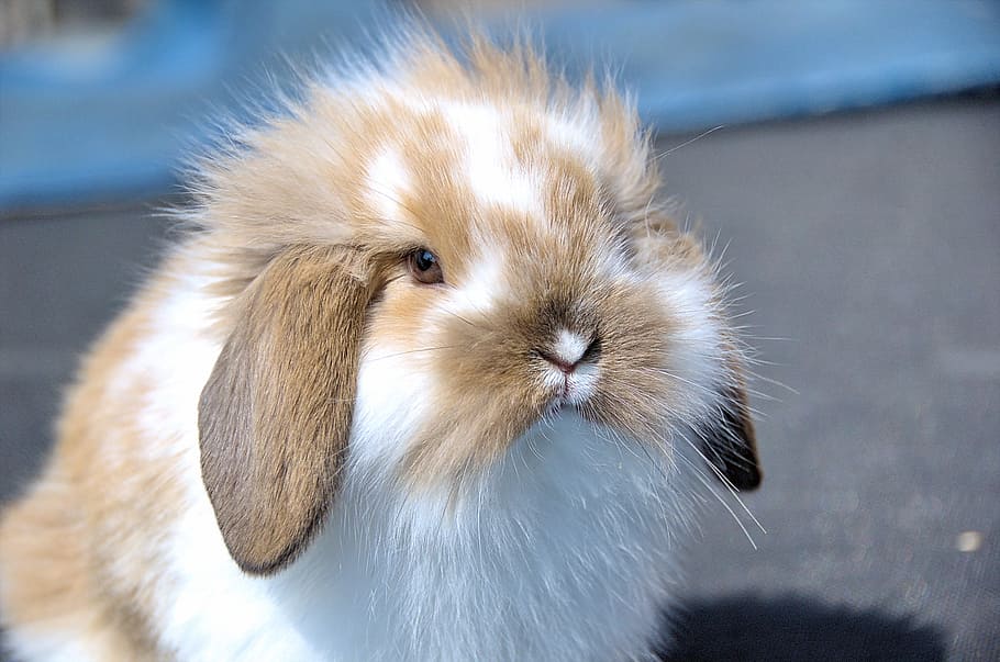 closeup, white, brown, rabbit, flemish lop rabbit, very affectionate, instructive, animal themes, animal, mammal