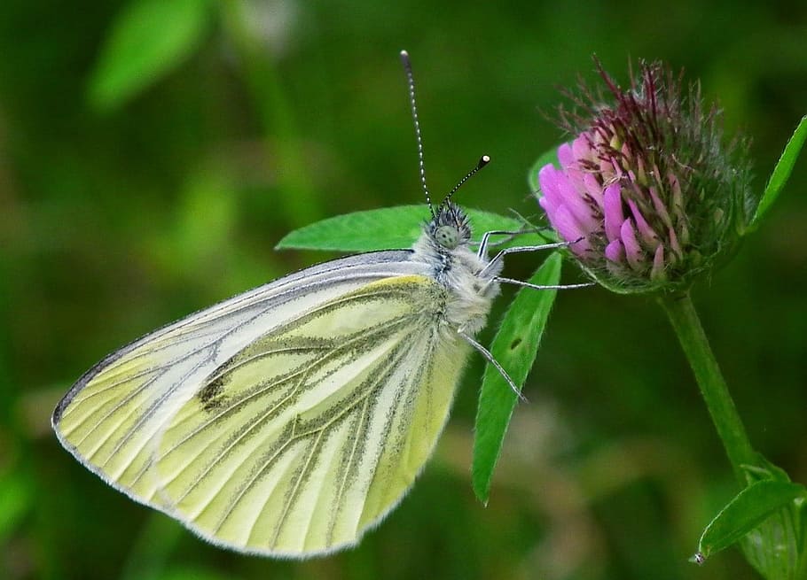 Butterfly, Brimstone, White, Wildlife, antenna, wings, blossom, spring, antennae, environment