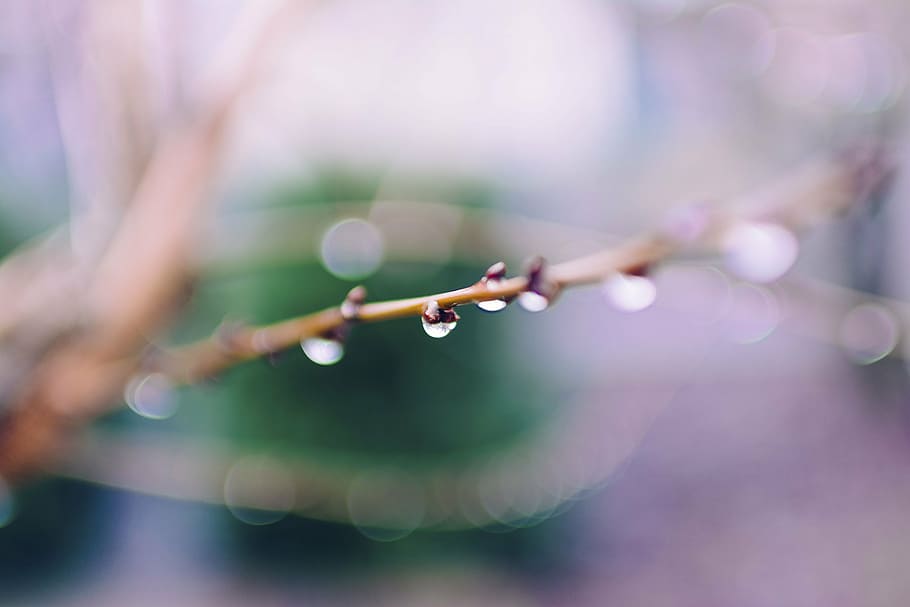 shallow, focus photography, dewdrops, water, drop, bokeh, blur, trees, leaves, green
