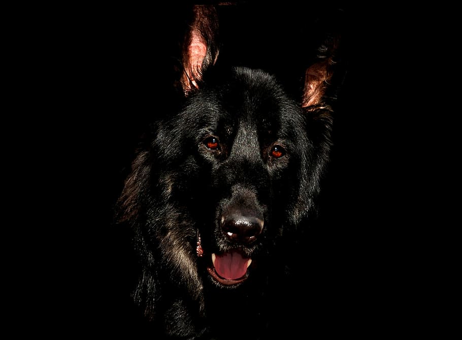 adult short-coated, black, dog, background, alsatian, eyes, german shepherd, canine, shepherd, doggy