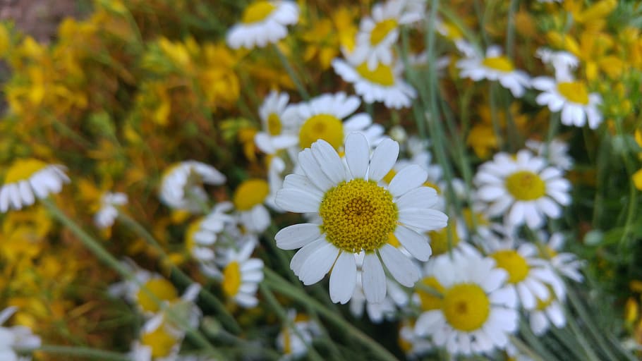 Daisy, Yellow, Wall Paper, Background, yellow, wall paper, web design, design, computer, notebook, plant