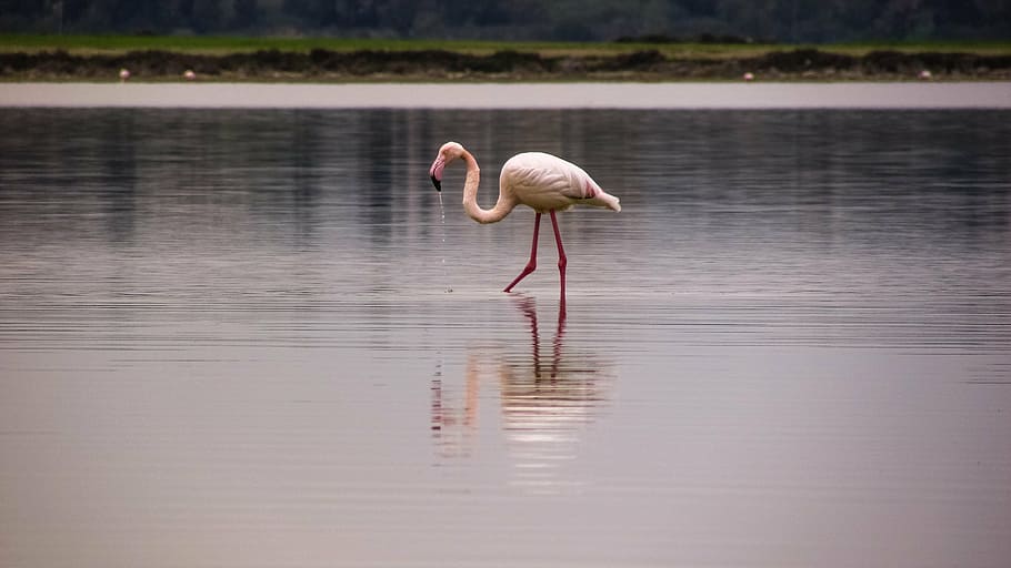 pink, flamingo, body, water, daytime, bird, migratory, nature, animal, wildlife