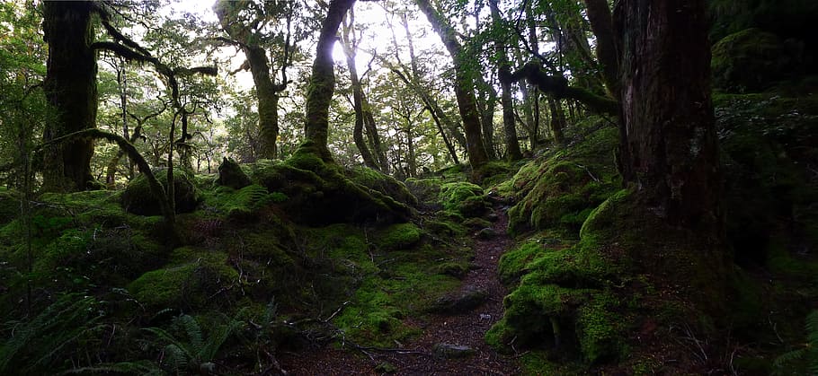 熱帯雨林, 緑, 藻類, 石, 木の根, 魅惑の森, おとぎ話, 森, 自然, ニュージーランド