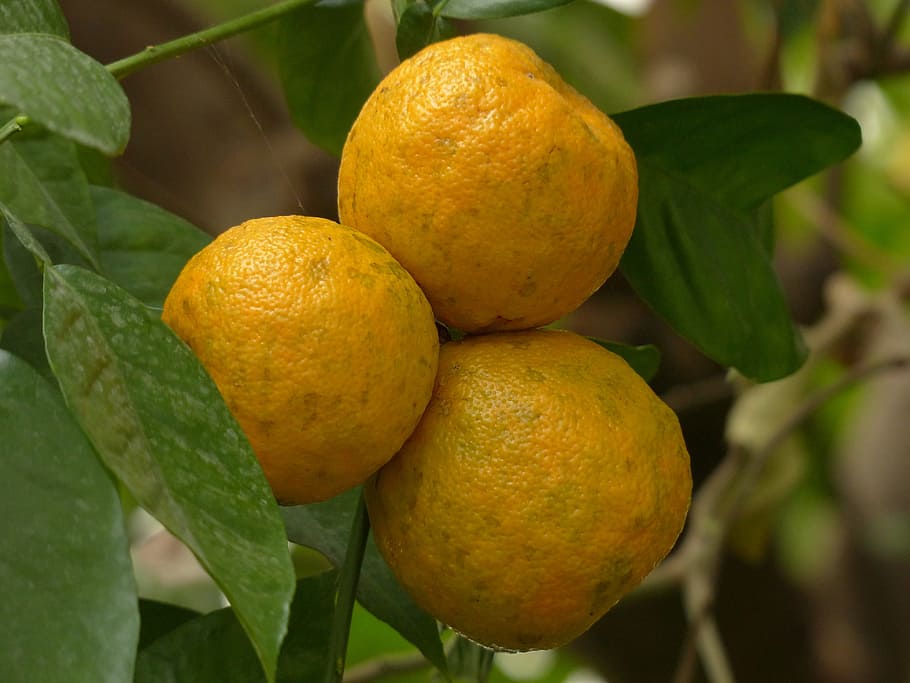 Rind, Fruits, Bitter Oranges, citrus aurantium, seville orange, sour orange, citrus, orange similar to, orange, tree
