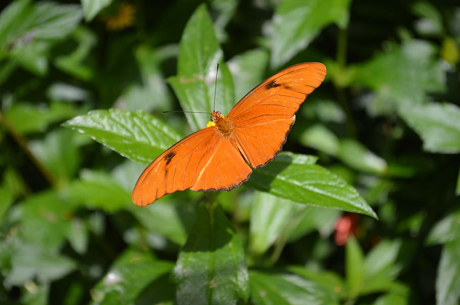 butterfly, orange, insect, bug, bright, fly, nature, macro, wings, julia