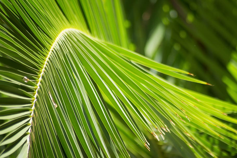 palm, palm leaves, leaf, closeup, green, protection, green color, plant, palm tree, plant part