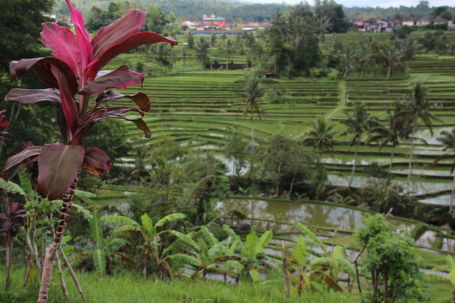 bali, rice terrace, indonesia, rice, terrace, field, green, plantation, plant, growth