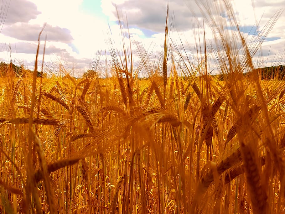 verano, trigo, paisaje, campo, tierra, planta, crecimiento, agricultura, cultivo, planta de cereal