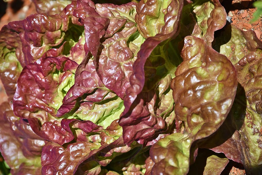 Lollo Rosso, Potong, Salad, Selada, potong salad, daun selada, hijau, merah, warna-warni, sehat