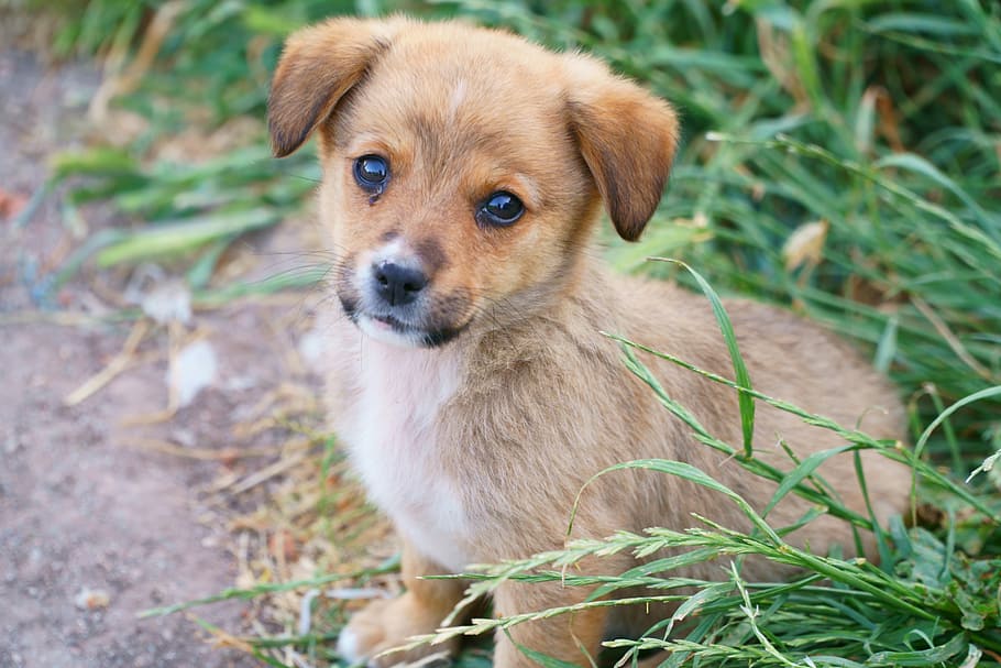 brown, white, dachshund puppy, sitting, grass, daytime, dog, animal portrait, baby animal, pets