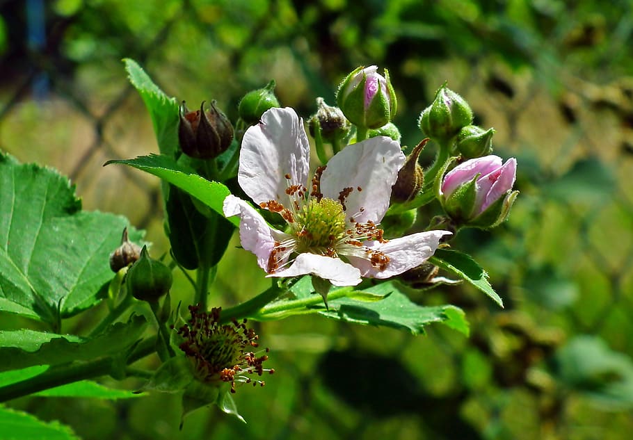 blackberry bezkolcowa, flores, brotes, naturaleza, arbusto, jardín, pétalos, florecimiento, macro, primer plano