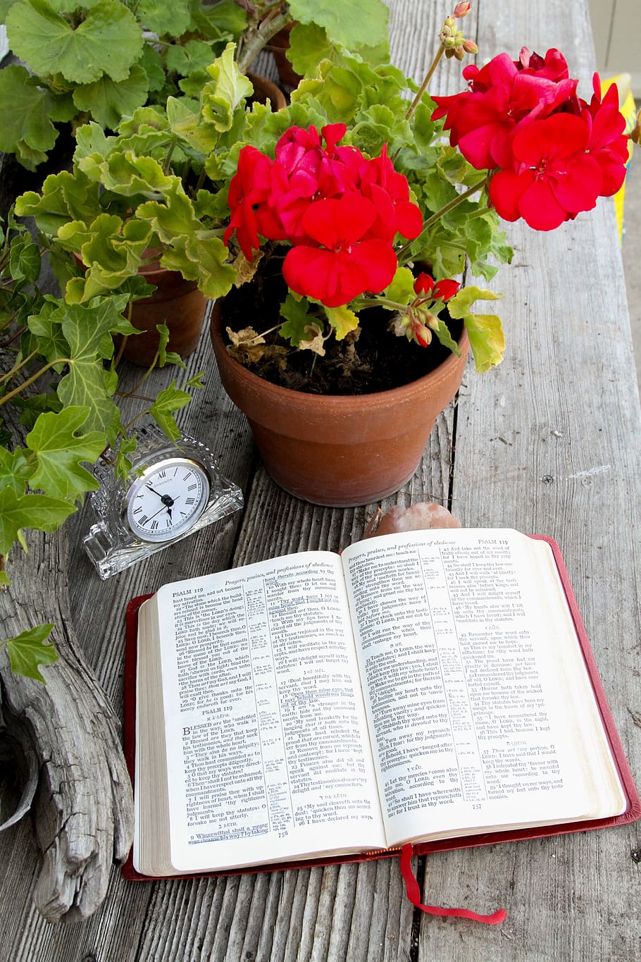 bible, open book, open bible, religion, christian, learning, scripture, red geranium, time, devotions