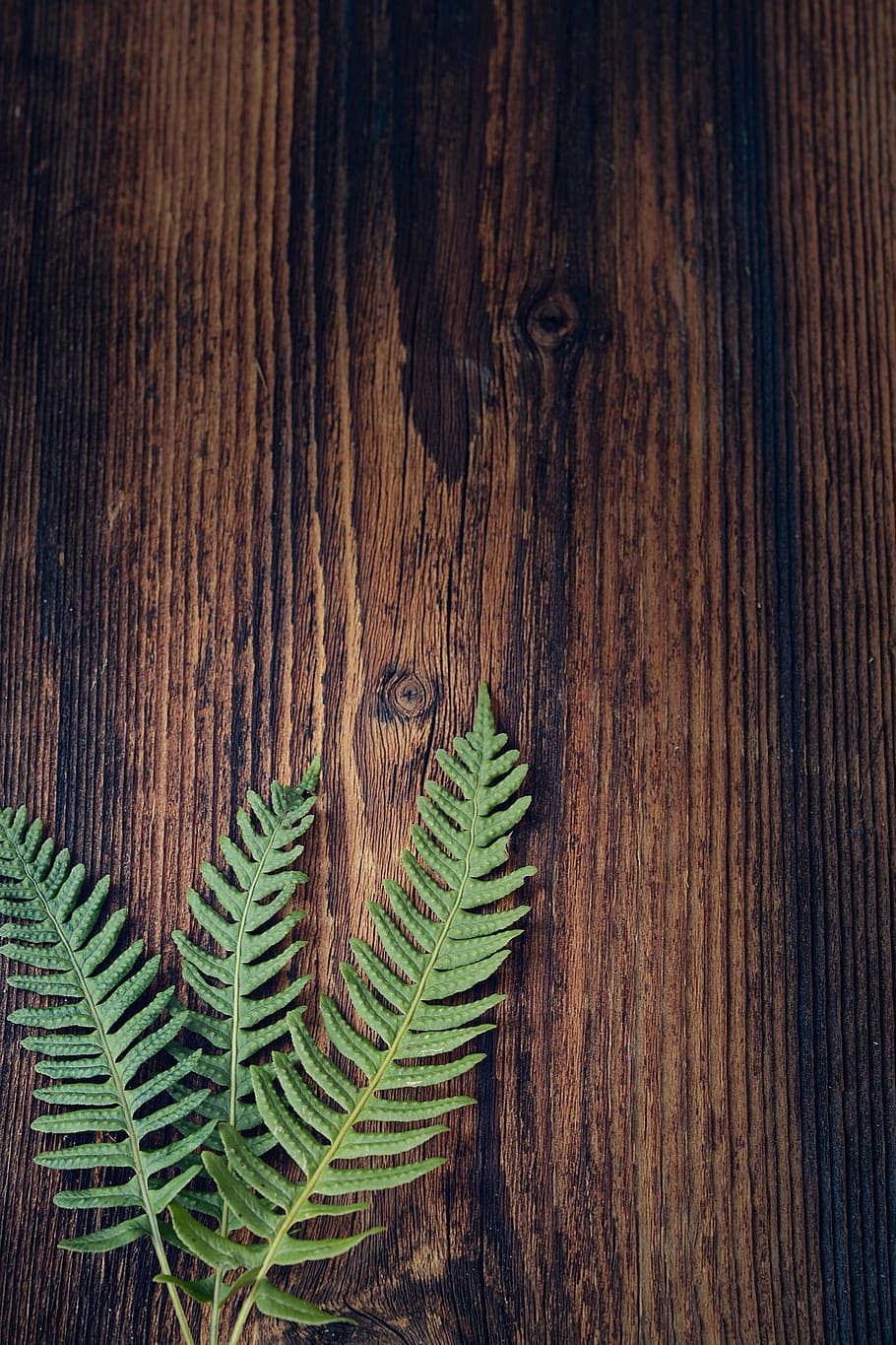 fern, green, plant, wood, dark, sonnenverbrannt, close up, text dom, negative space, wood - material