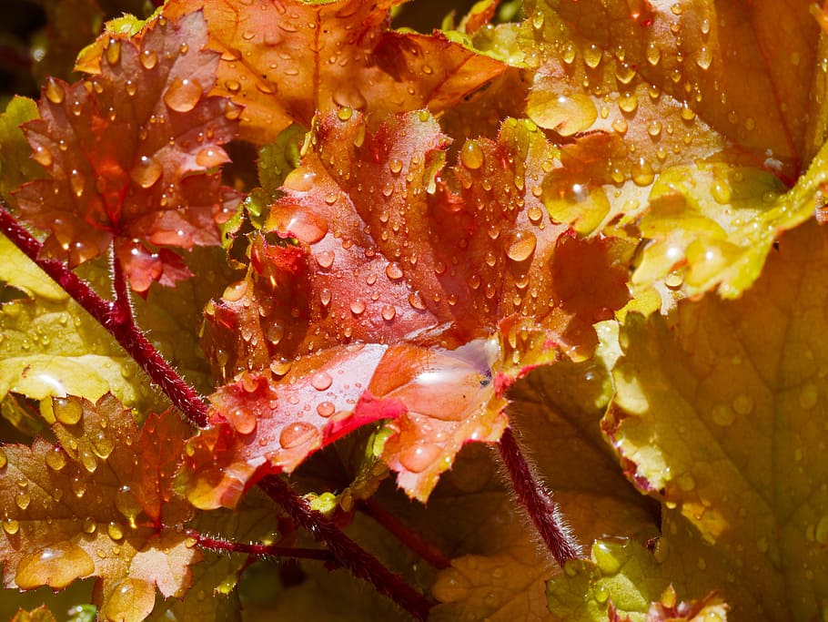 Hojas de otoño, naturaleza, amarillo, alfombra de hojas, planta, naranja, hoja roja, hojas, follaje, color
