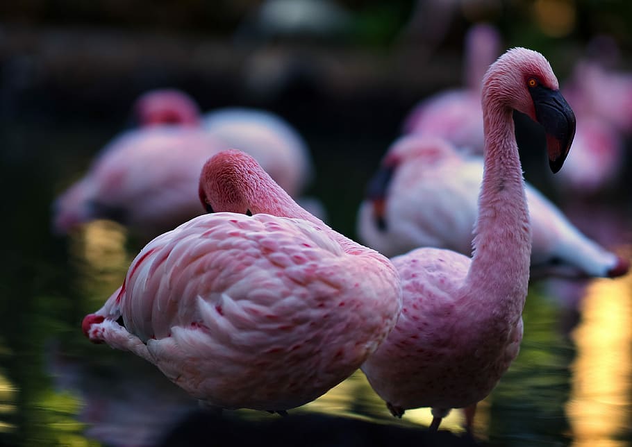 bird, nature, poultry, animal world, close, wing, bill, flamingo, waters, portrait