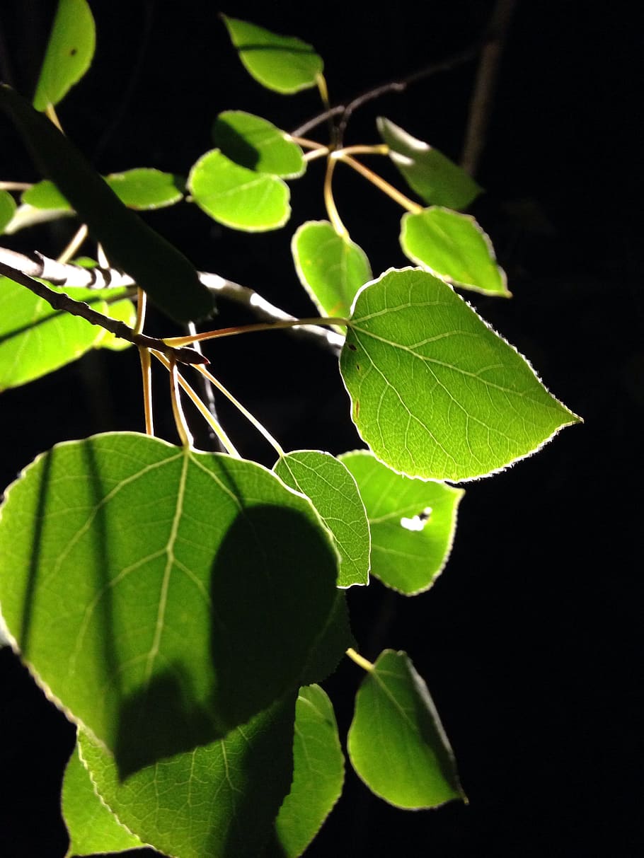 Aspens, Leaf, dark green, nature, green Color, plant, tree, close-up, branch, growth