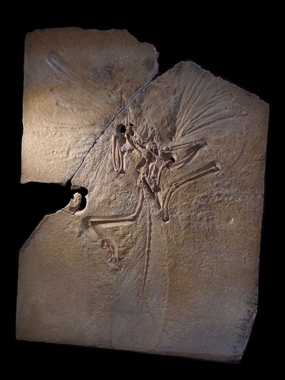 archaeopteryx, esqueleto, fóssil, arquossauros, forma de transição, petrificação, petrificado, tempos pré-históricos, período cretáceo, fundo preto