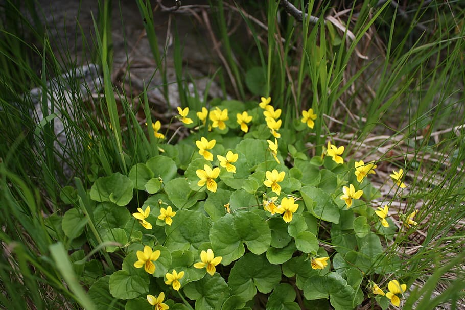 flor, montaña, montaña amarilla violeta, flor alpina, viola biflora,  naturaleza, amarillo, planta, verano, crecimiento | Pxfuel