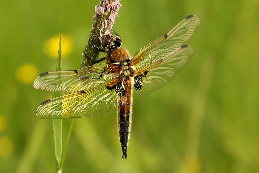dragonfly, four patch, insect, nature, wing, close up, macro, protection of species, summer, spring