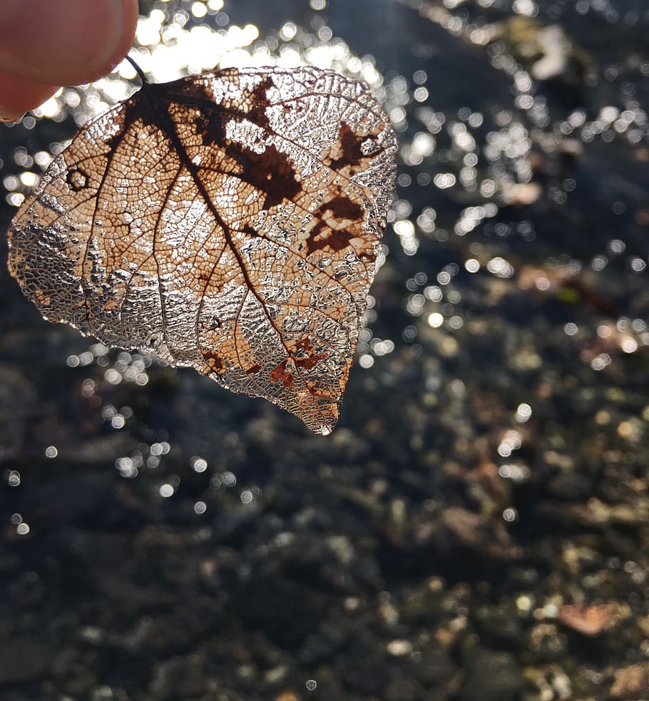 brown leaf, transparency leaf, water, autumn, nature, decomposition, wild, lake, see through leaf, sunset