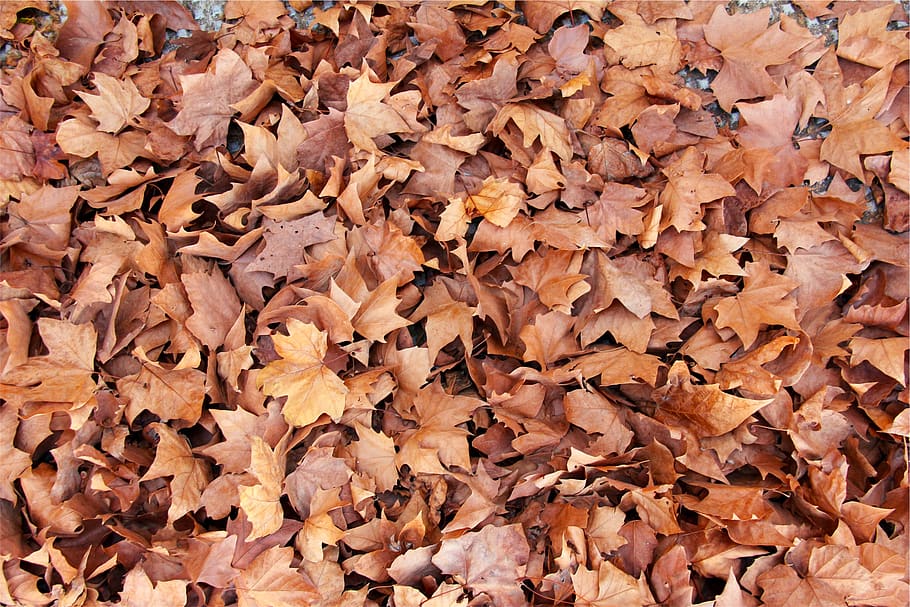 brown, leaves, change, backgrounds, full frame, autumn, abundance, plant part, leaf, dry