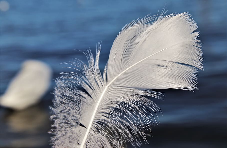 swans, pen, white, flying, air, delicate, fluffy, elegant, light, plumage