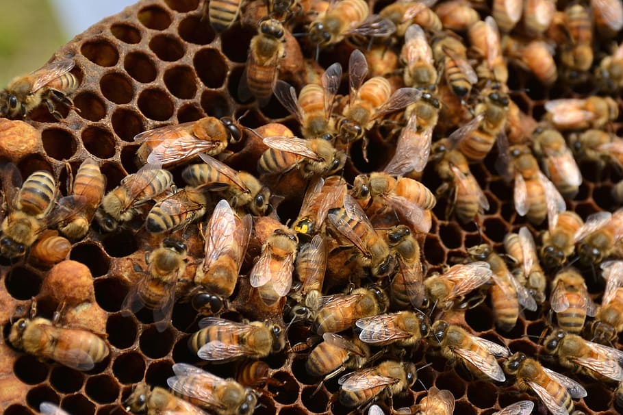 honeybee on beehive, bees, hive, queen bee, beehive, agriculture, honeycomb, nature, apiary, honey