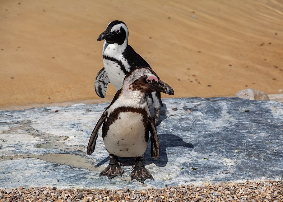 african penguin, penguin, penguin on beach, penguin in zoo, animal, nature, wildlife, ocean, water, coastal