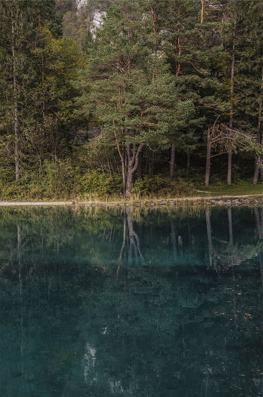 forest, body, water, trees, daytime, lake, reflection, nature, tree, outdoors