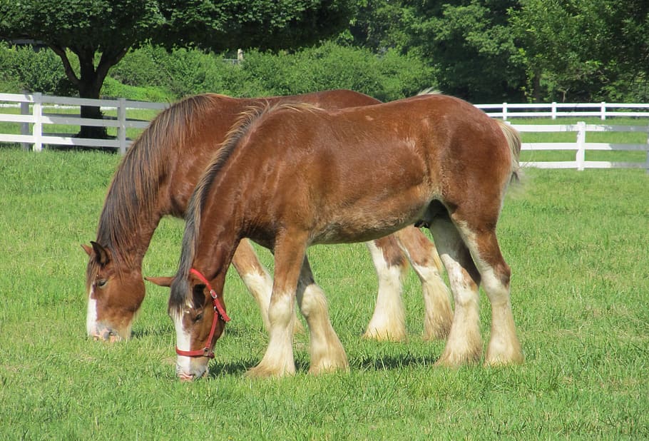 clydesdales, horses, yearlings, young, grazing, pasture, purebred, corral, fence, paddock