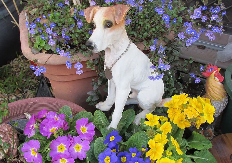 dog, statue, pot plants, flower, flowering plant, plant, one animal, domestic animals, mammal, animal themes