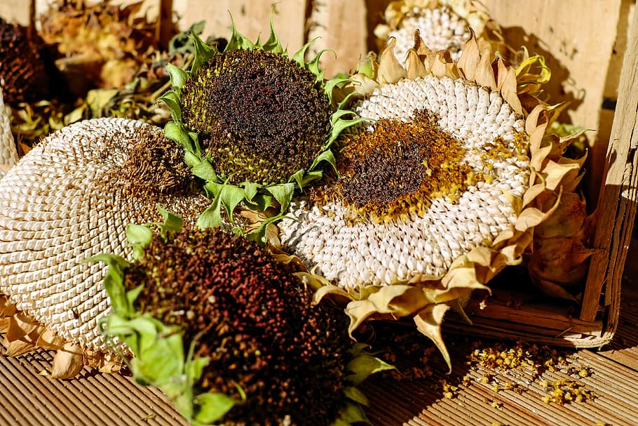 girasoles, girasol, huellas varadas, semillas, estructura, seco, otoño,  colmena, panal, gran grupo de animales | Pxfuel