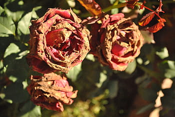 Fotos rosas marchitas libres de regalías | Pxfuel