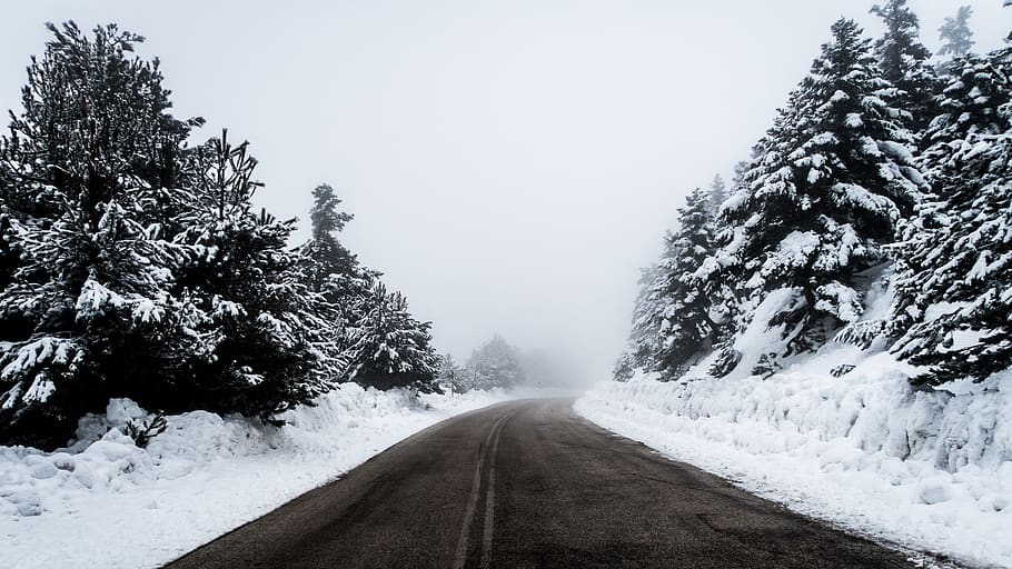 snow, winter, white, cold, weather, ice, trees, plants, nature, road