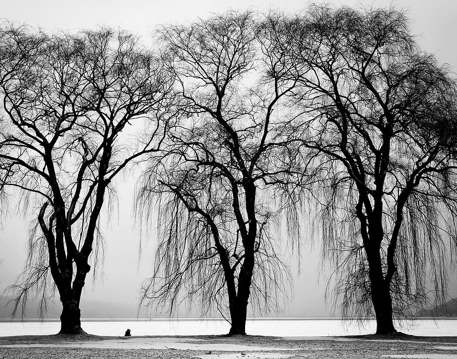 trees, water, black and white, tree, bare tree, plant, branch, tranquility, tranquil scene, nature