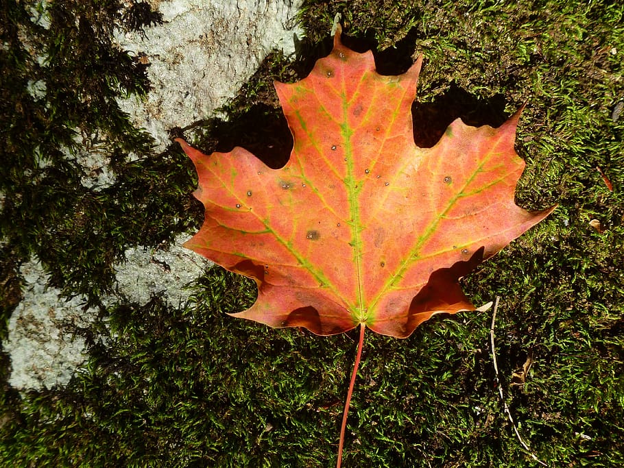 maple, leaf, fall, autumn, orange, moss, forest, pickering, ontario, canada